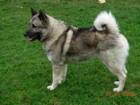 SJ(L)CH Norrlyckans Arro